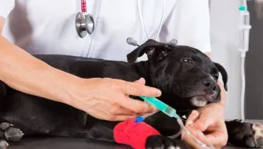 Curitiba inaugura seu primeiro Hospital Veterinário Municipal