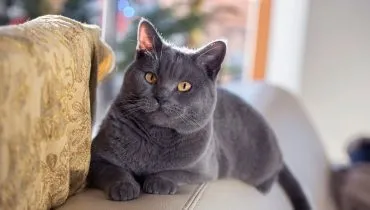 4 características do gato da raça chartreux