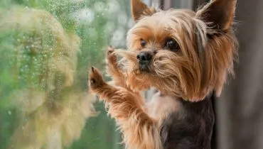 5 dicas para reduzir o estresse do cachorro durante a chuva