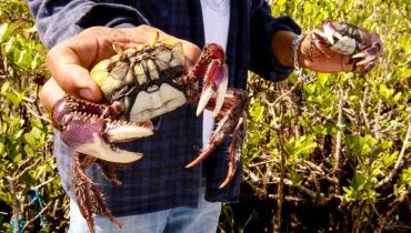 Captura do caranguejo-uçá está liberada a partir de domingo no Paraná