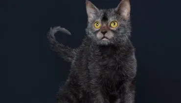 4 características do gato exótico da raça lykoi