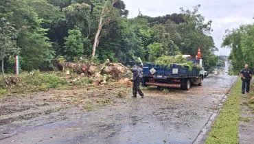 Vento forte derruba árvore e bloqueia avenida de Curitiba