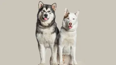 9 diferenças entre as raças husky siberiano e malamute do Alasca