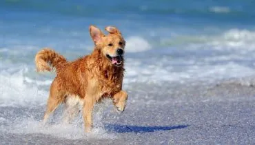 Veja os cuidados necessários com os animais na praia