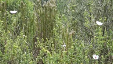 Jardim Botânico de Curitiba preserva vegetação rara, do período da Era do Gelo