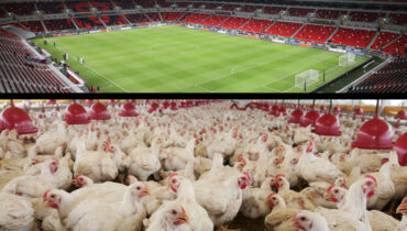 A imagem mostra uma montagem com o estádio da Copa do Mundo acima e um aviário em baixo. Ambos são beneficiados pela energia solar.