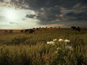 Bison on the Prairie