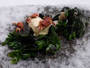 plated meal of kelp, small crabs, and a sauce on a rocky plate