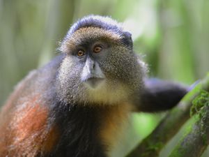 Golden monkey in a bamboo forest, Rwanda