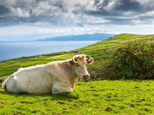 Terceira Island