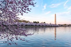 Washington D.C. during cherry blossom season