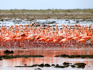 flamingos