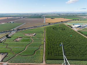 Corn maze being worked on at Cool Patch Pumpkins