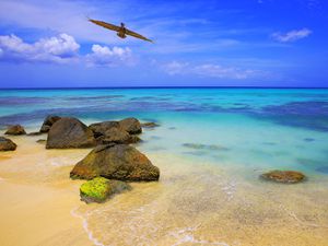 Pelican water bird flying over Beach, Montego Bay - Jamaica, Caribbean sea