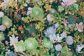 Dozens of succulents planted together