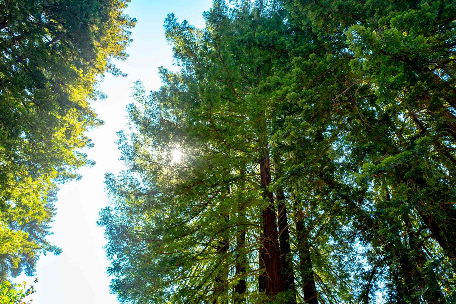 Low-angle view of the tree canopy of a stand of Coast Redwood trees on a sunny day outdoors at Redwoods Regional Park, an East Bay Regional Park in Oakland, California