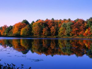 Autumn Trees at Walden Pond