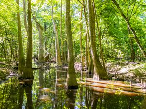 Congaree National Park