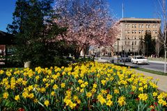 Daffodils in downtown. - stock photo