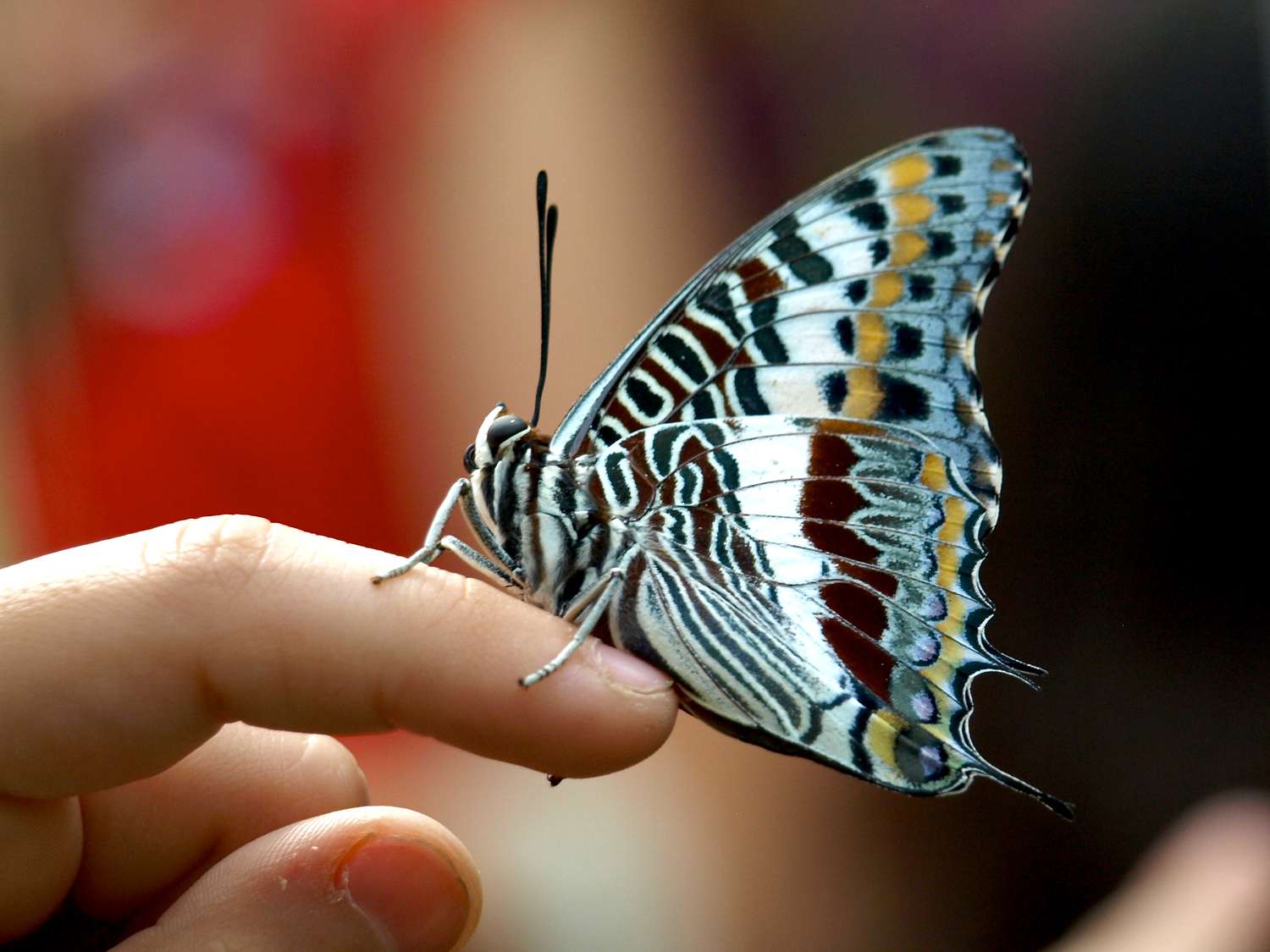 Franklin Park butterfly conservatory