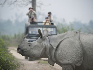 Rhinocerous at Kaziranga National Park