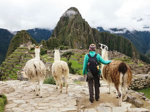 Peru, Machu Picchu region, Female traveler looking at Machu Picchu citadel and Huayna mountain with three llamas