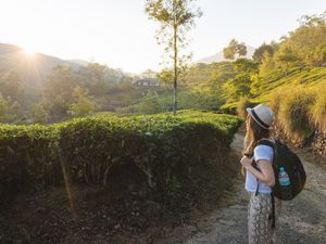 Young woman looking out at tea plantations near Munnar at sunset, Kerala.