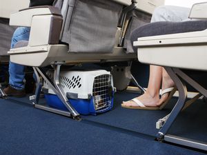 Traveling With Pet On Airplane