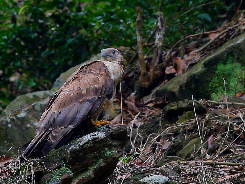 鳳山丘陵 猛禽棲地