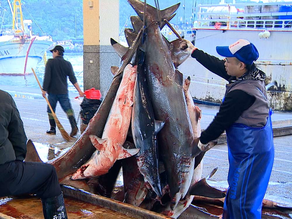 大量捕撈 生態浩劫