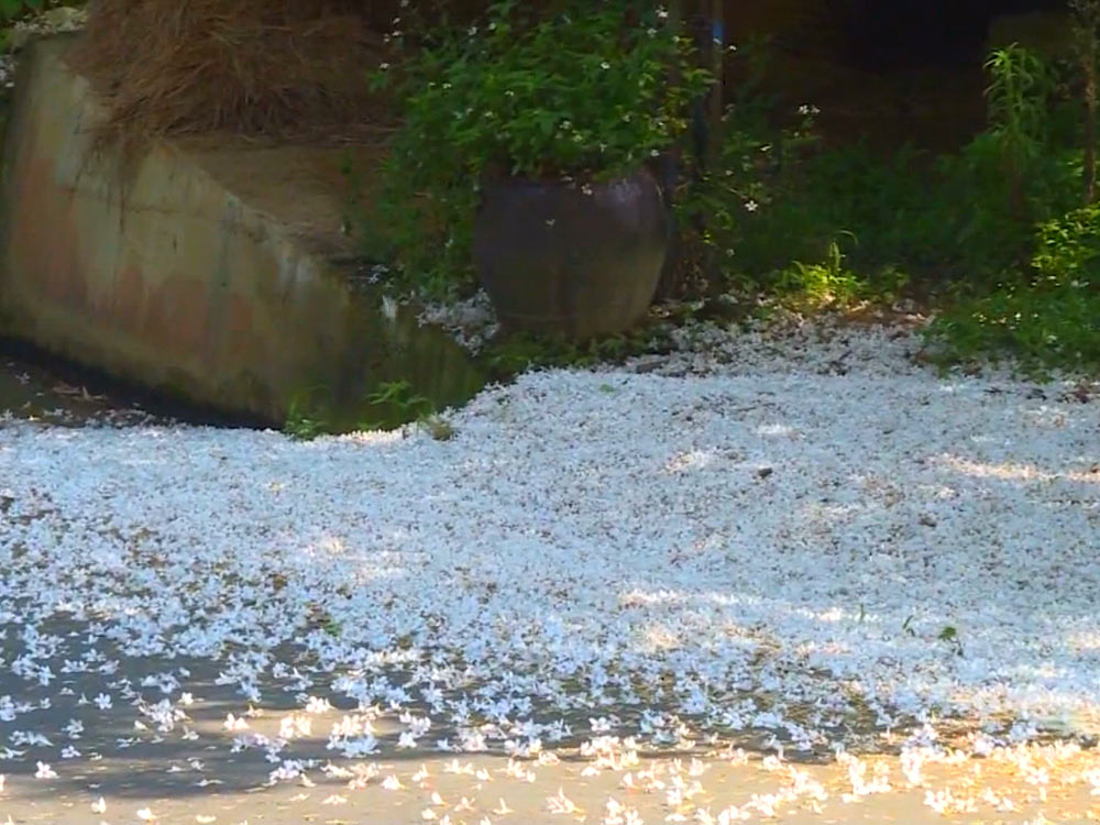 五月雪 生態危機