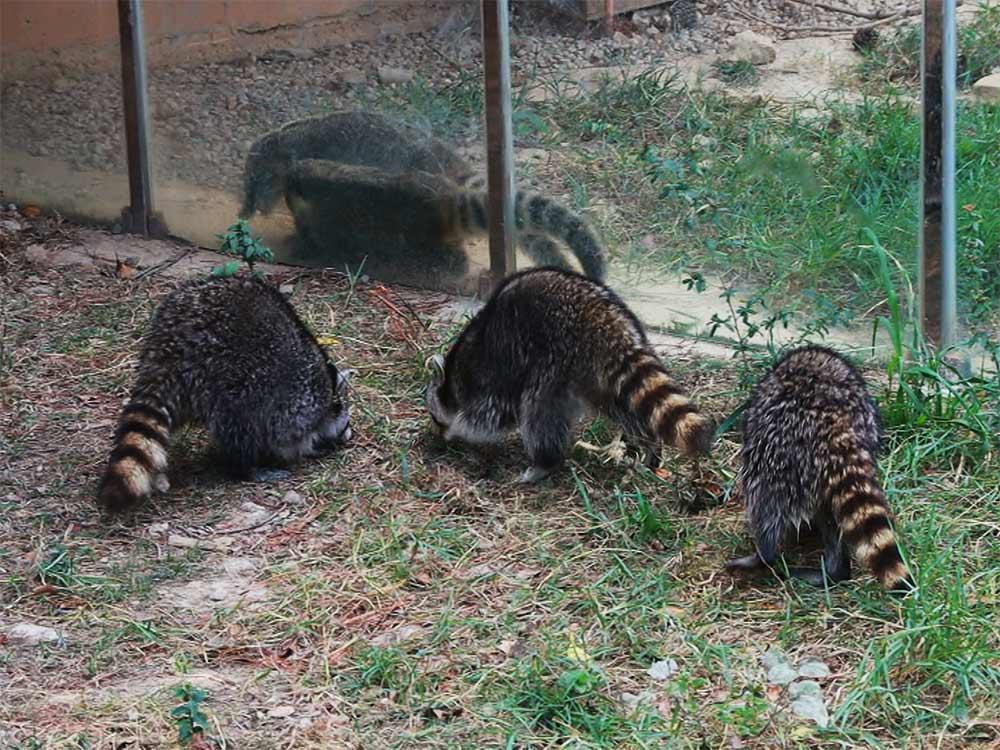 圈養動物 易有刻板行為