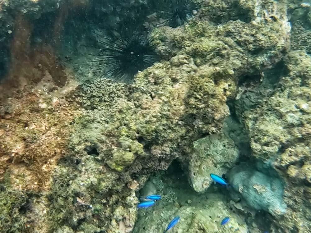 海水酸化 海洋無魚劫難