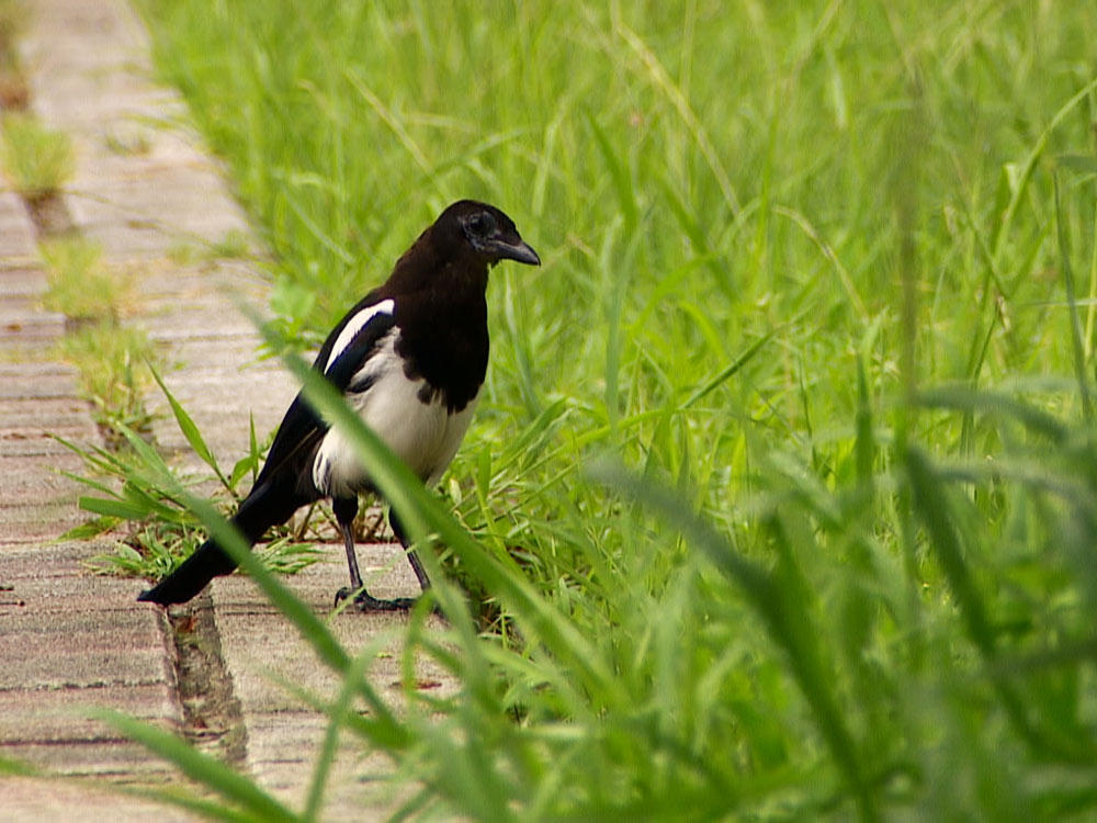 公園革命 搶救綠資源