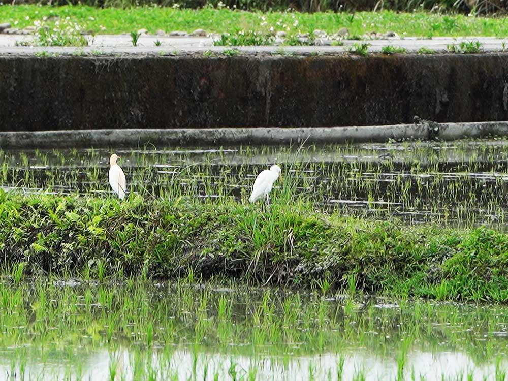 鳥類銳減 衝擊生態系