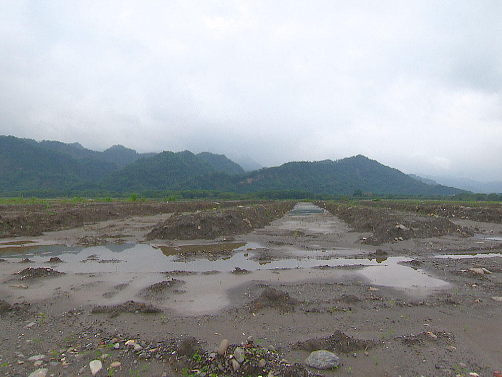 瀕危石虎 棲地遭破壞