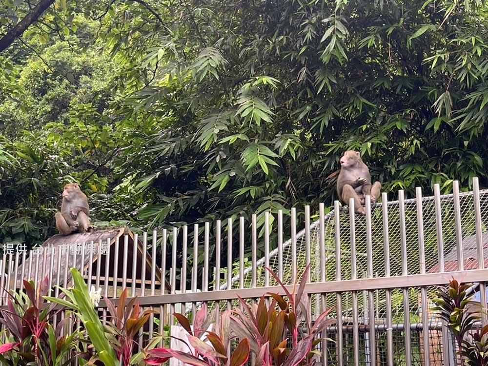 獼猴出沒 北市現蹤