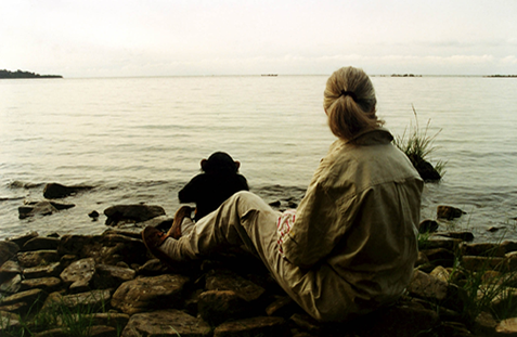 Dr. Jane Goodall with orphan chimpanzee Pasa at the Ngamba Island Sanctuary in Uganda. Photo/The Jane Goodall Institute