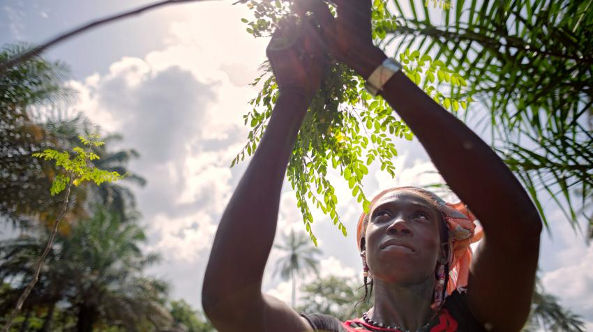 A woman planting a moringa tree