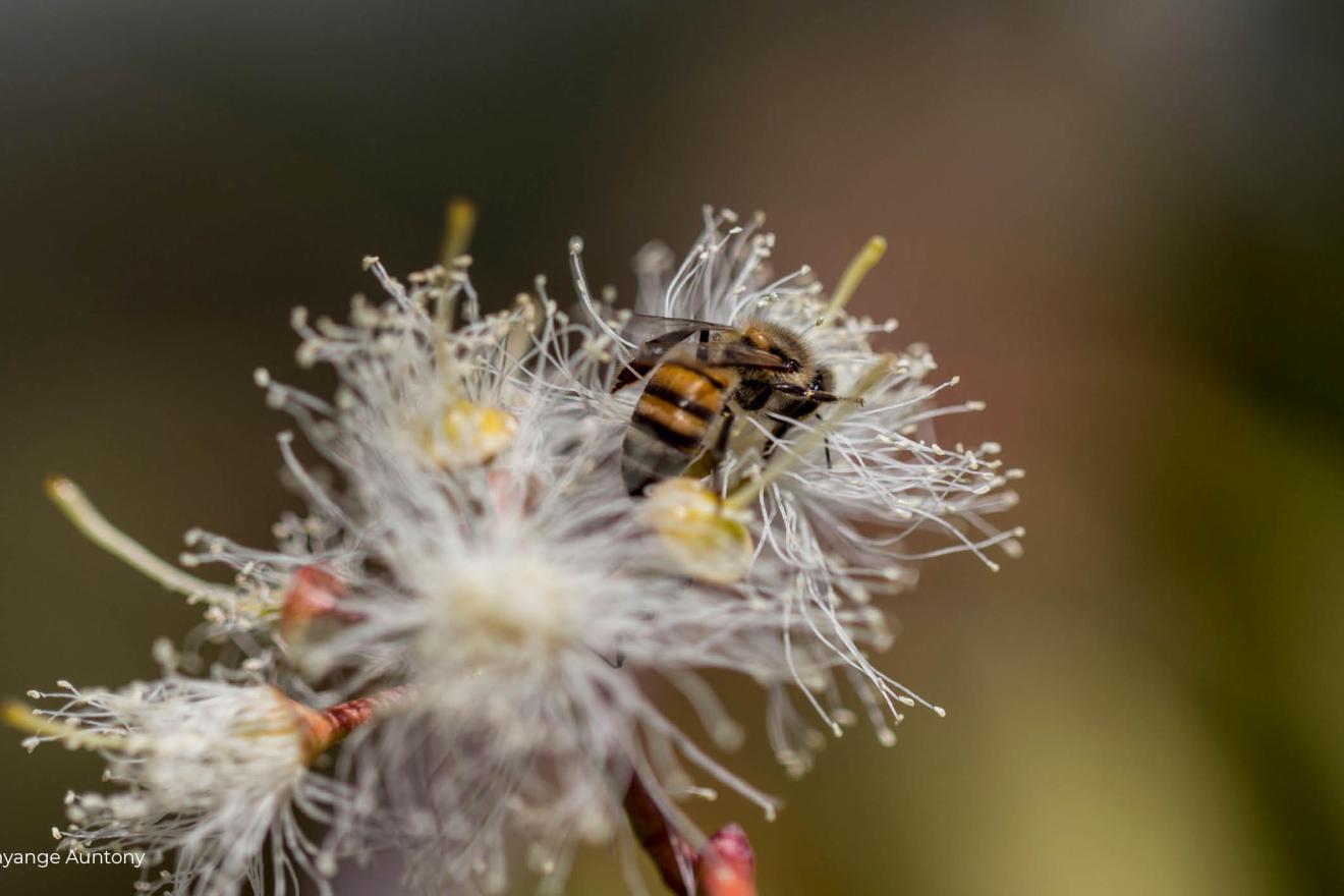 World Bee Day image