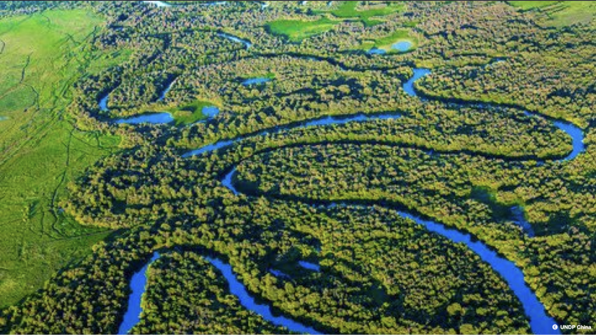 Image of a lush winding wetlands