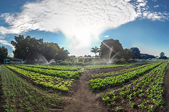 Horta – Área com 8 mil m2 com grande variedade de hortaliças e leguminosas como alface, almeirão, rúcula , cheiro verde, chicória, couve, cebolinha, salsinha, hortelã, pepino, pimentão, quiabo, berinjela, brócolis, repolho, acelga, cenoura, beterraba, entre outros. A média de produção mensal da horta é 1.030 quilos e parte dos seus alimentos é utilizado na cozinha do Restaurante Universitário