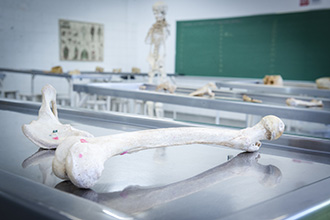 Laboratório de Anatomia Humana: são quatro laboratórios, que têm por objetivo o estudo e manuseio de modelos anatômicos e peças cadavéricas conservadas em solução de glicerina, bem como a dissecação e reparação das peças para estudo