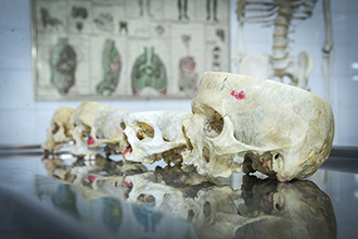 Laboratório de Anatomia Humana: são quatro laboratórios, que têm por objetivo o estudo e manuseio de modelos anatômicos e peças cadavéricas conservadas em solução de glicerina, bem como a dissecação e reparação das peças para estudo