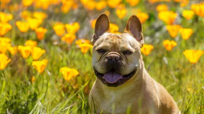 Best pet insurance in California (CA) July 2024