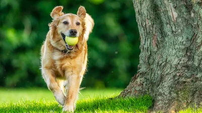 Fetch pet insurance review 2024