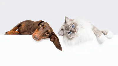 Our pet insurance ratings methodology