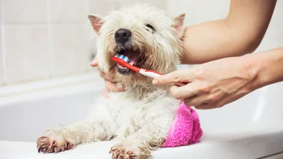 How much does teeth cleaning for dogs cost?