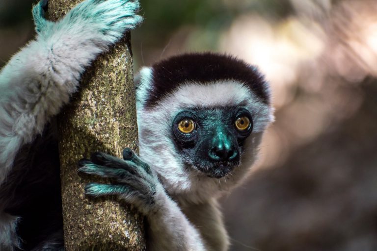 ile-vanille-home-madagascar-faune-lemurien