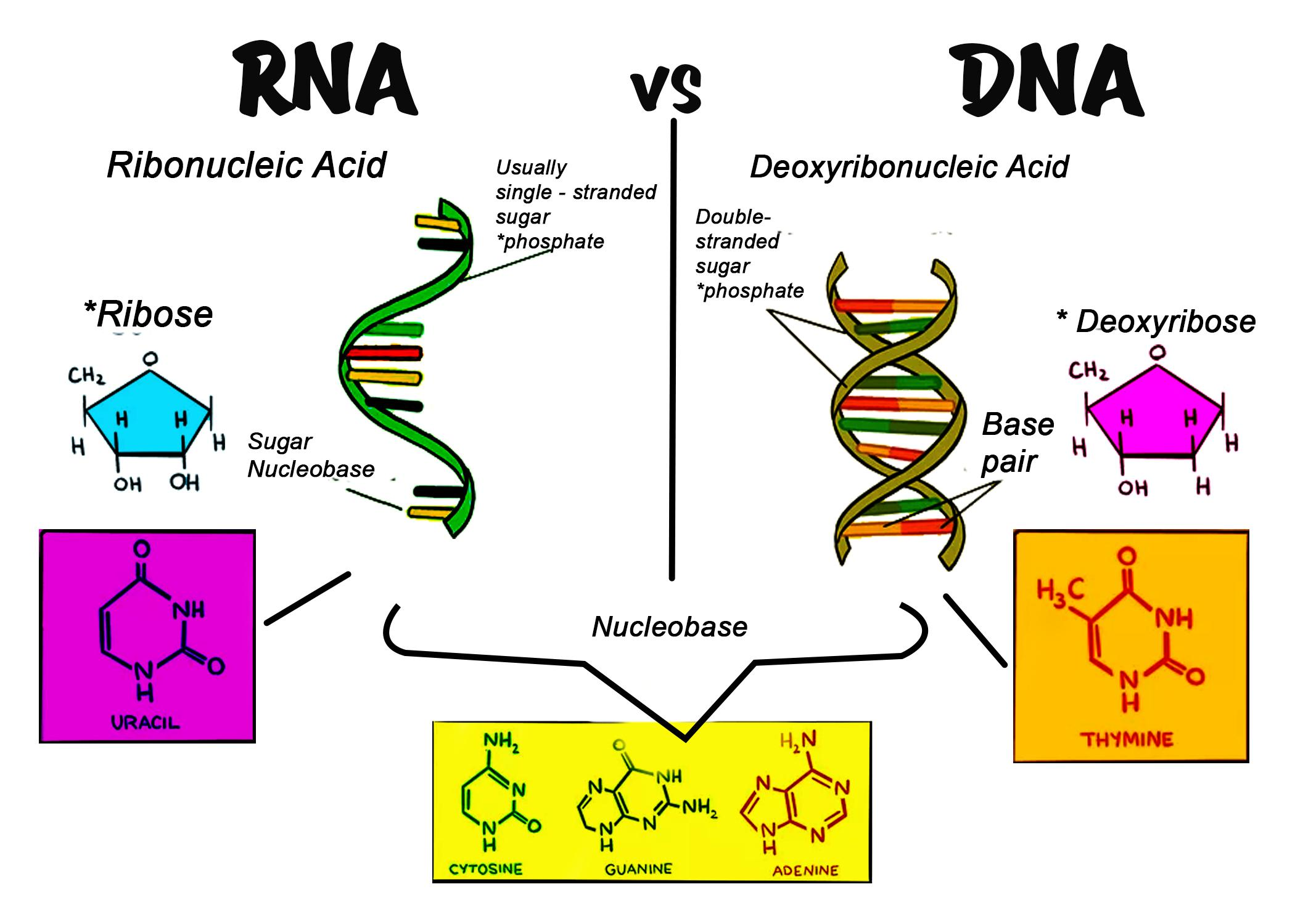 DNA Vs RNA Chart